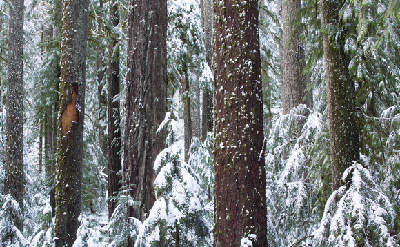 Snowy old-growth forest, Mt. Rainier National Park, Washington