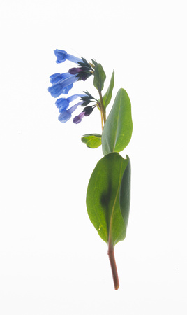 Trumpet bluebells (Mertensia longiflora) portrait, eastern Washington