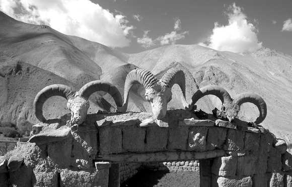 Bharal ("Blue Sheep") and Tibetan Argali horns over entrance, Rumbak village, Ladakh, India