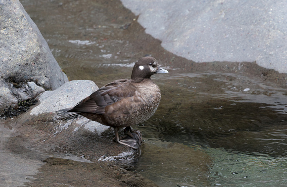 Harlequin Duck female on rock, Ohanapecosh River, Washington