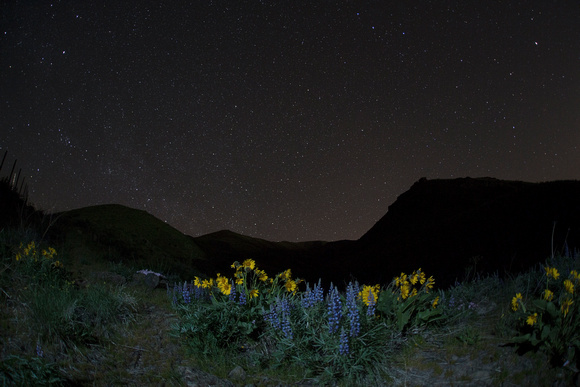 Arrowleaf balsamroot and lupine flowers with stars, eastern Washington