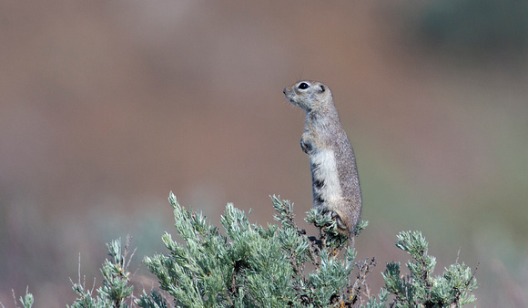 Townsend's ground squirrel (Urocitellus townsendii) on sagebrush, eastern Washington