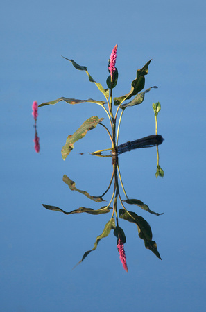 Persicaria sp. plant and flower reflection, Lind Coulee, Washington