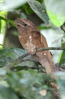 Sri Lanka Frogmouth, Thattekad Bird Sanctuary, Kerala, India