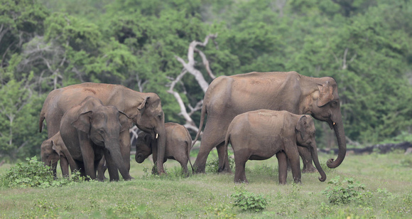 Elephants on the move, Udawalawe National Park, Sri Lanka