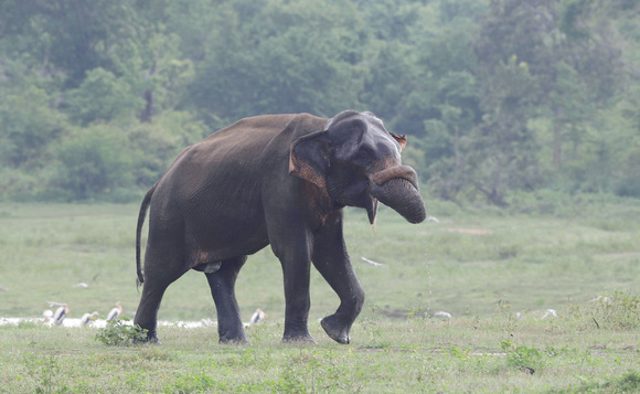 Asian elephant male, Udawalawe National Park, Sri Lanka
