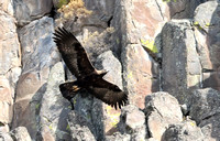 Golden Eagle adult in flight, eastern Washington
