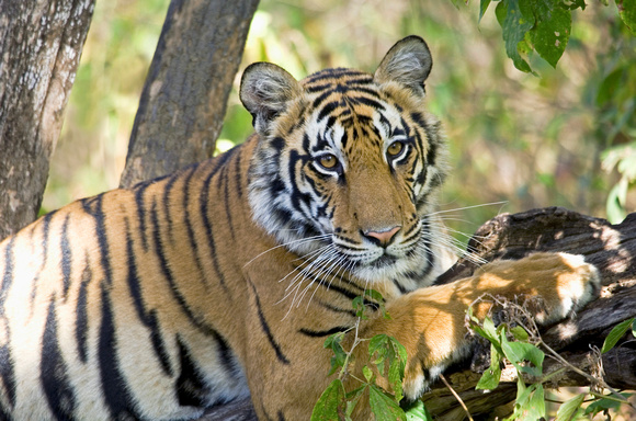 Female tiger (Minkur female cub) Kanha National Park, Madhya Pradesh, India