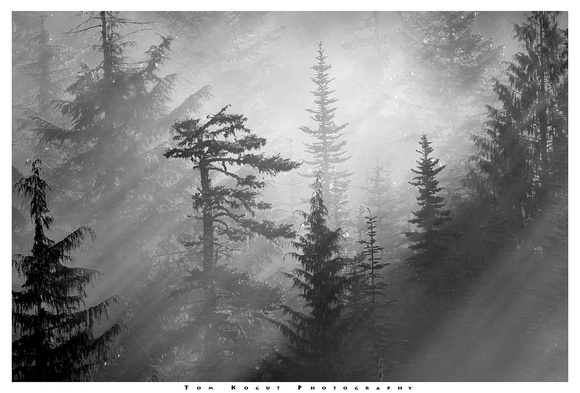 Stevens Canyon trees and fog, Mt. Rainier Nat. Park, Washington