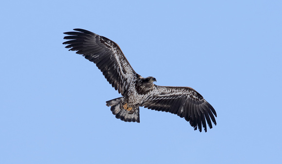 Bald Eagle immature in flight, eastern Washington