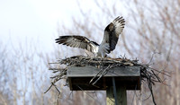 Osprey at nest platform, Naugatuck River, Connecticut