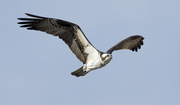Osprey in flight, western Washington