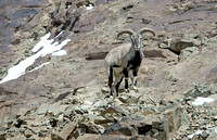 Bharal (blue sheep) male, Hemis National Park, Ladakh, India