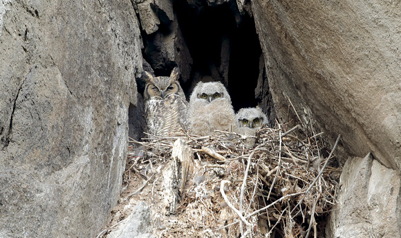 Great Horned Owl and nestlings, eastern Washington