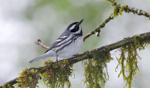 Black-throated Gray Warbler, Packwood, Washington