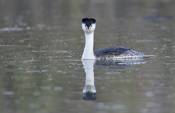 Clark's Grebe, Lind Coulee, Washington