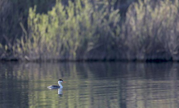 Clark's Grebe "in the landscape", Lind Coulee, Washington