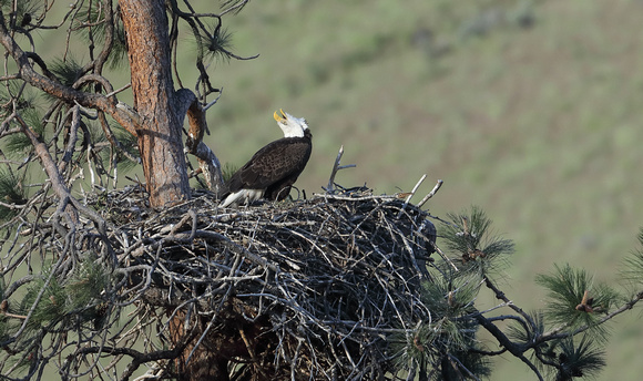Bald Eagle calling at nest, Yakima River, Washington