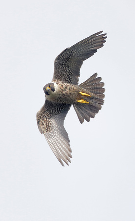 Peregrine falcon in flight, western Washington