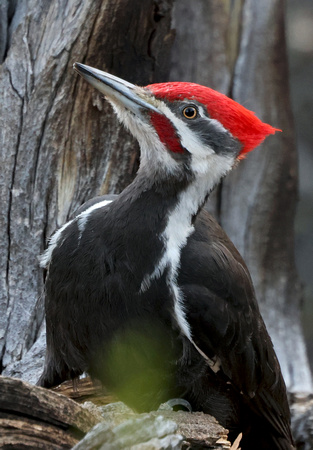 Pileated Woodpecker male, eastern Washington
