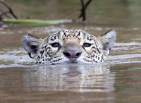 Jaguar swimming, Cuiaba River, north Pantanal, Brazil