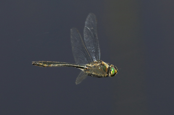 American Emerald (Cordulia shurtleffii) in flight (side view),  Gifford Pinchot Nat. Forest, WA