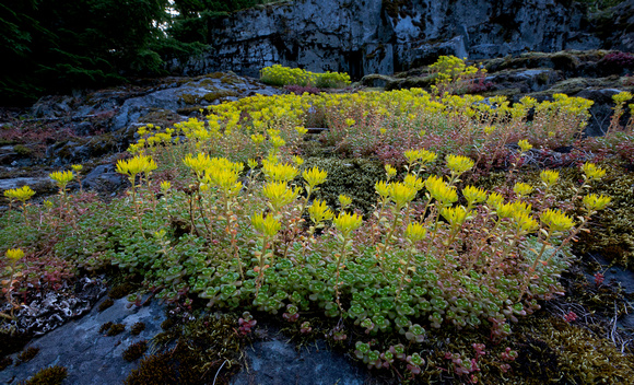 Oregon Stonecrops (Sedum oreganum), Mt. Rainier National Park, Washington