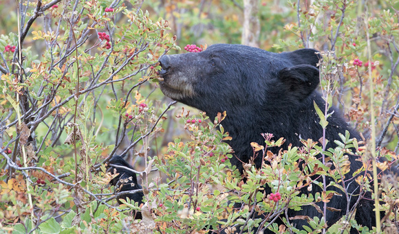 American black bear eating berries, Mt. Rainier National Park, Washington