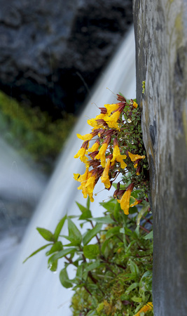 Mountain monkeyflowers (Mimulus tilingii) and waterfall, Mt. Rainier National Park, Washington