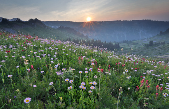Wildflowers at sunrise, Mt. Rainier National Park, Washington
