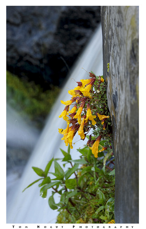 Mountain monkeyflowers and waterfall, Mt. Rainier Nat. Park, Washington