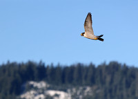 Peregrine Falcon in flight above hill, Gifford Pinchot National Forest, Washington