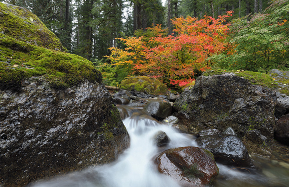 Fall color along Skate Creek, Gifford Pinchot National Forest, Washington