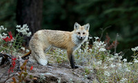 Cascade red fox, Mt. Rainier National Park, Washington