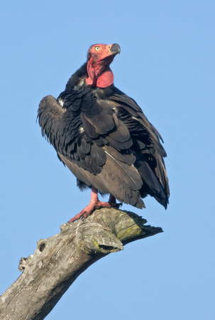 Red-headed Vulture, Kanha Tiger Reserve, Madhya Pradesh, India