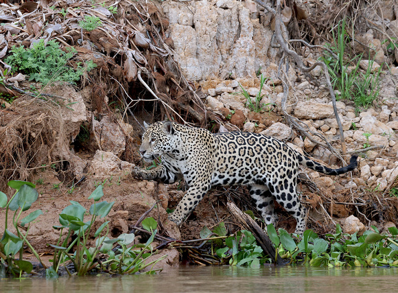 Jaguar hunting along Cuiaba River, north Pantanal, Brazil