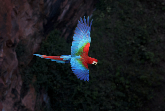 Red-and-Green Macaw in flight, Buraco das Araras sinkhole, south Pantanal, Brazil
