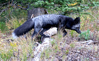 Cascade red fox (silver color phase) on the move, Mt. Rainier Nat. Park, Washington