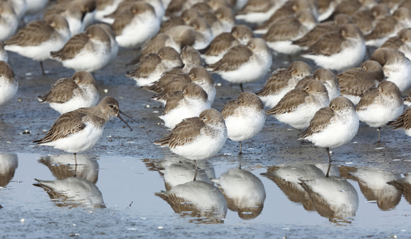 Dunlin flock roosting with one bird calling, Washington