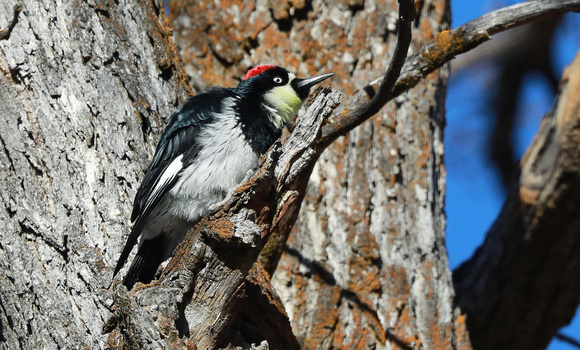 Acorn Woodpecker, eastern Washington