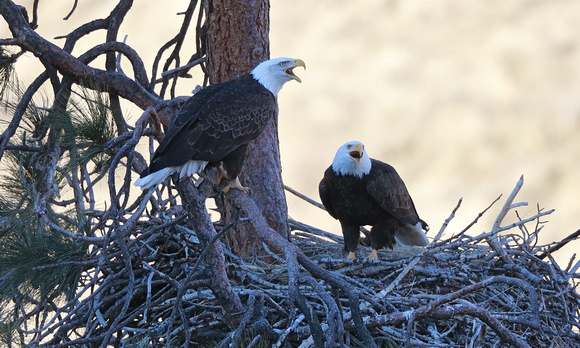 Bald Eagles calling at nest, Yakima River, Washington