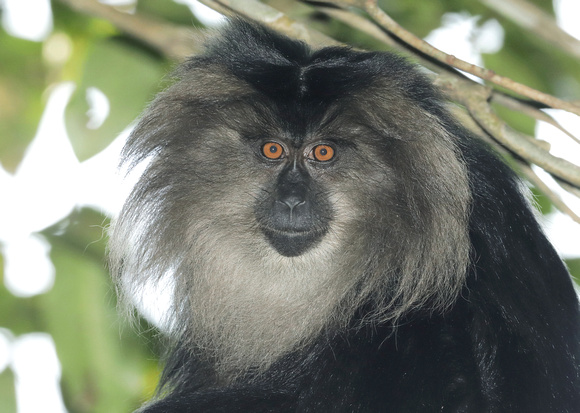 Lion-tailed Macaque, Silent Valley National Park, Kerala, India