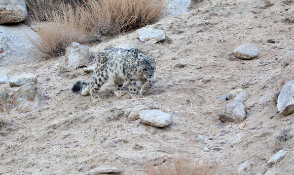 Snow leopard stalking, Ladakh, India