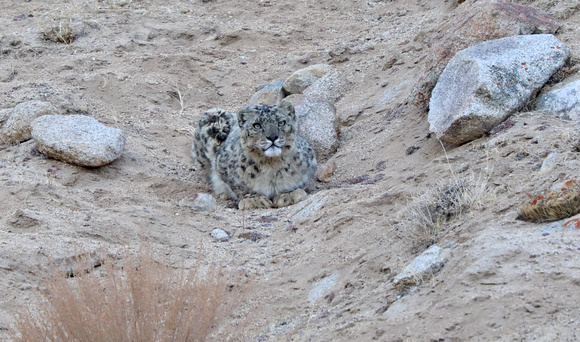 Snow leopard staring (2), Ladakh, India