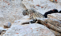 Snow leopard at kill (2), Ladakh, India