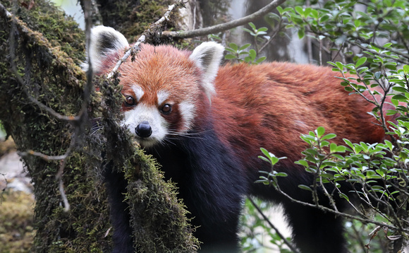 Red panda up close, Singalila National Park, West Bengal, India