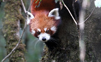 Red panda up close(2), Singalila National Park, West Bengal, India