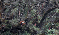 Red panda in tree, Singalila National Park, West Bengal, India