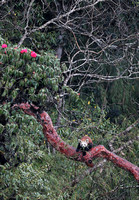 Red panda eating bamboo in forest, Singalila National Park, India