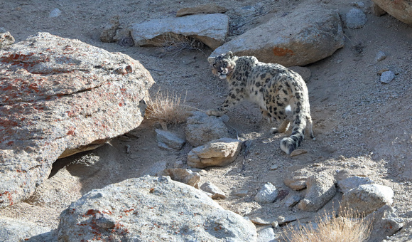 Snow leopard on hillside, Ladakh, India